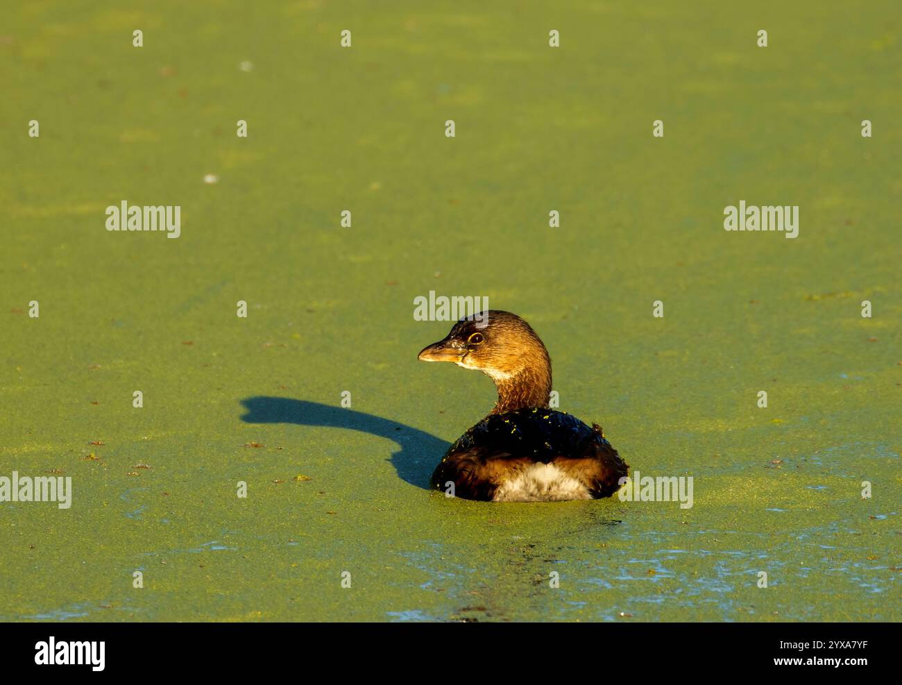 Rattenschnabel (Podilymbus podiceps), Gray Lodge Wildlife Area, Kalifornien Stockfoto