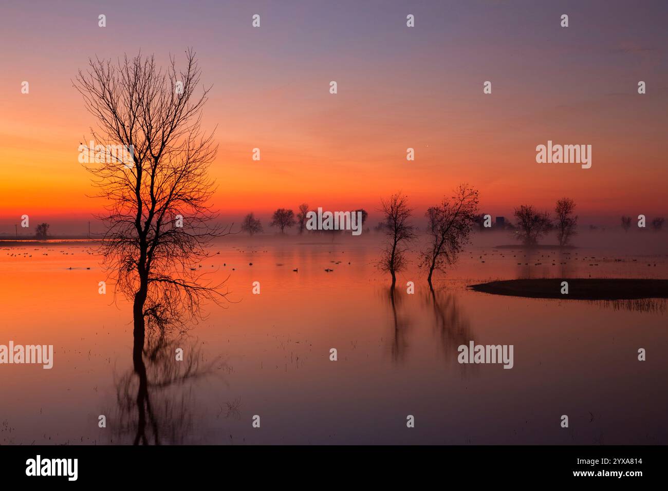 Marsh Dawn, Llano Seco Unit, Steve Thompson North Central Valley Wildlife Management Area, Kalifornien Stockfoto