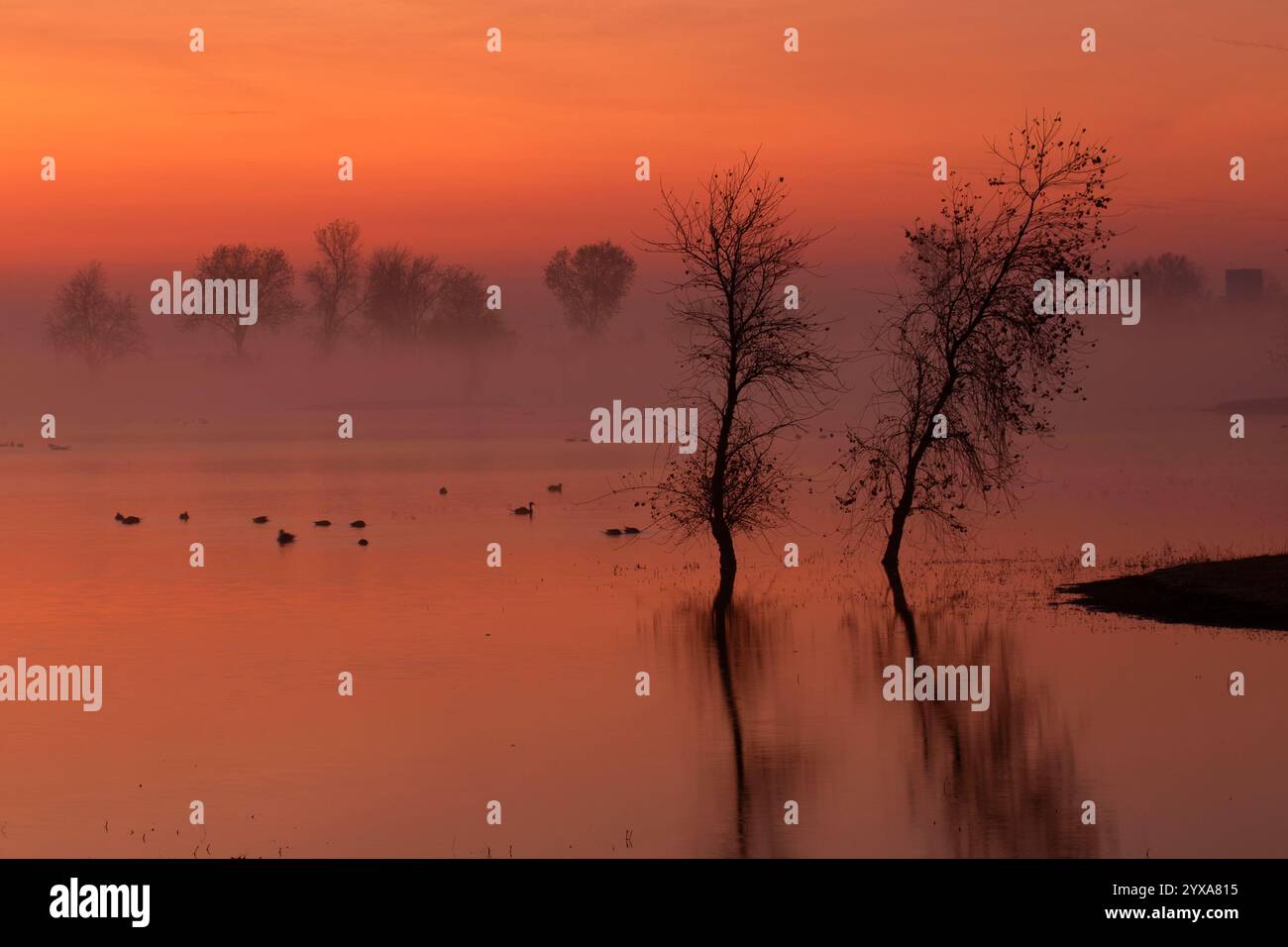 Marsh Dawn, Llano Seco Unit, Steve Thompson North Central Valley Wildlife Management Area, Kalifornien Stockfoto