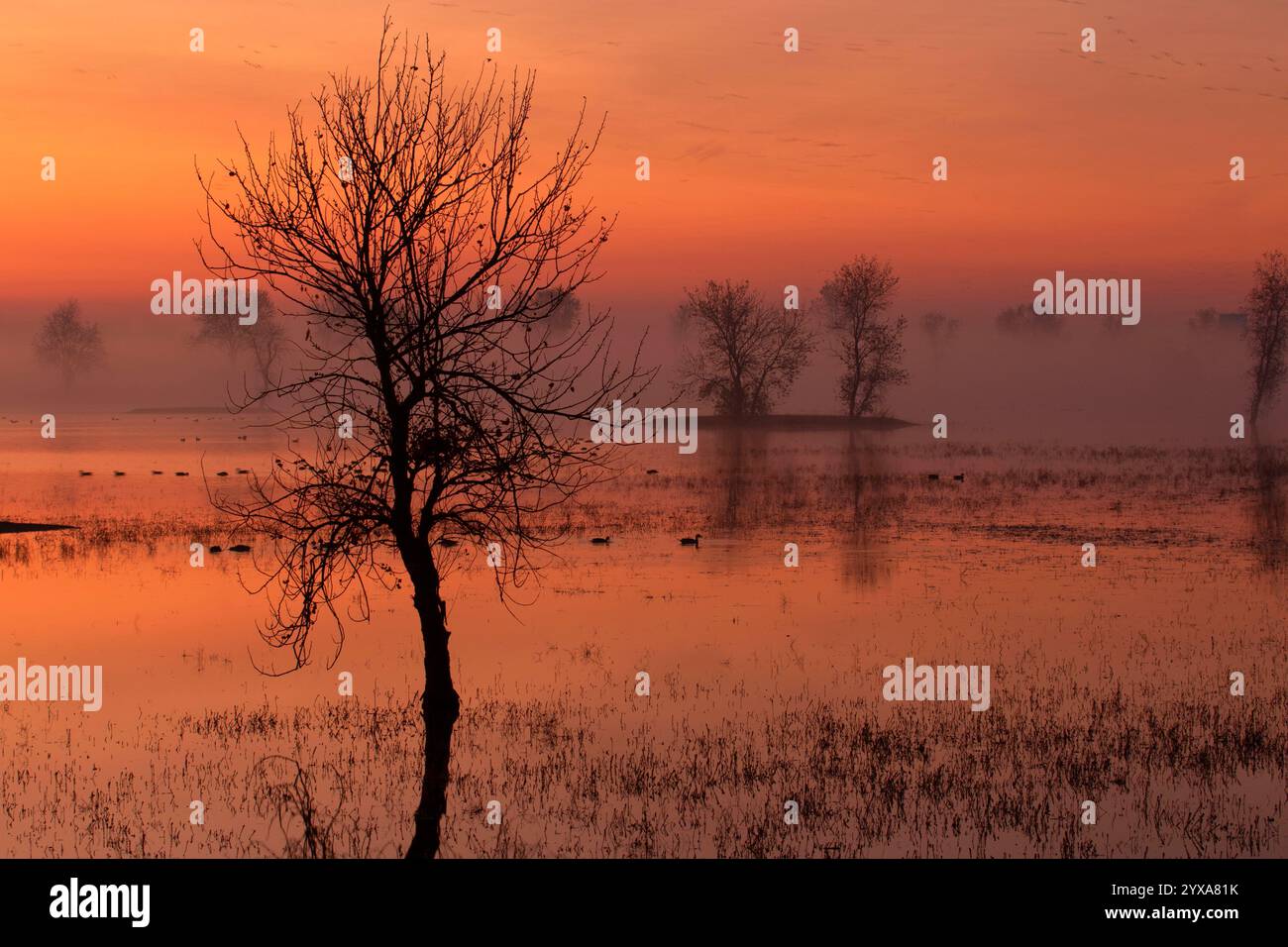 Marsh Dawn, Llano Seco Unit, Steve Thompson North Central Valley Wildlife Management Area, Kalifornien Stockfoto