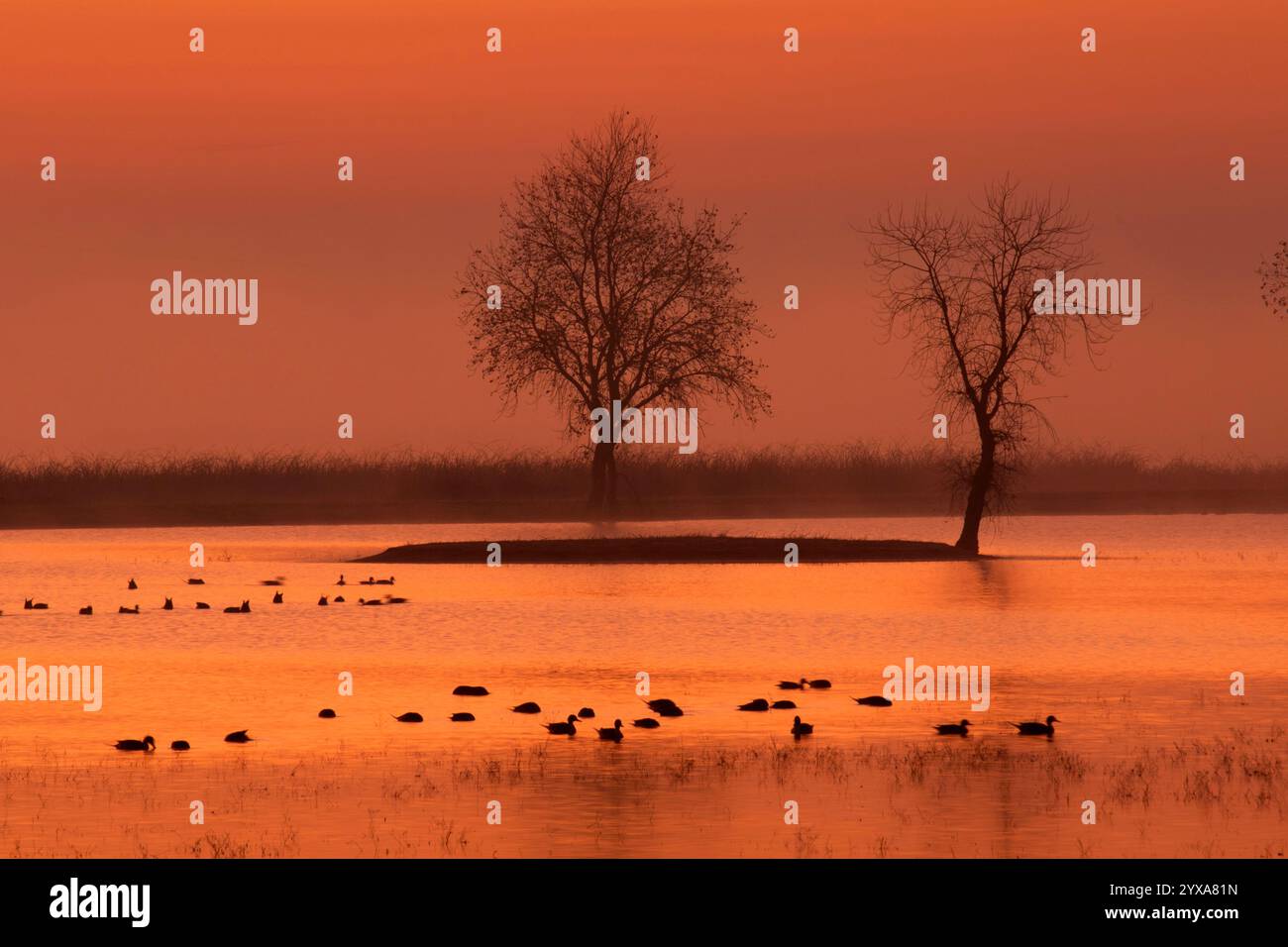 Marsh Dawn, Llano Seco Unit, Steve Thompson North Central Valley Wildlife Management Area, Kalifornien Stockfoto