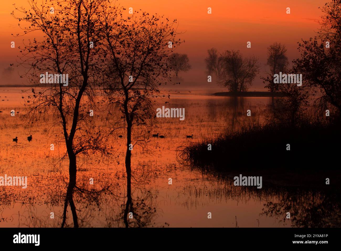 Marsh Dawn, Llano Seco Unit, Steve Thompson North Central Valley Wildlife Management Area, Kalifornien Stockfoto