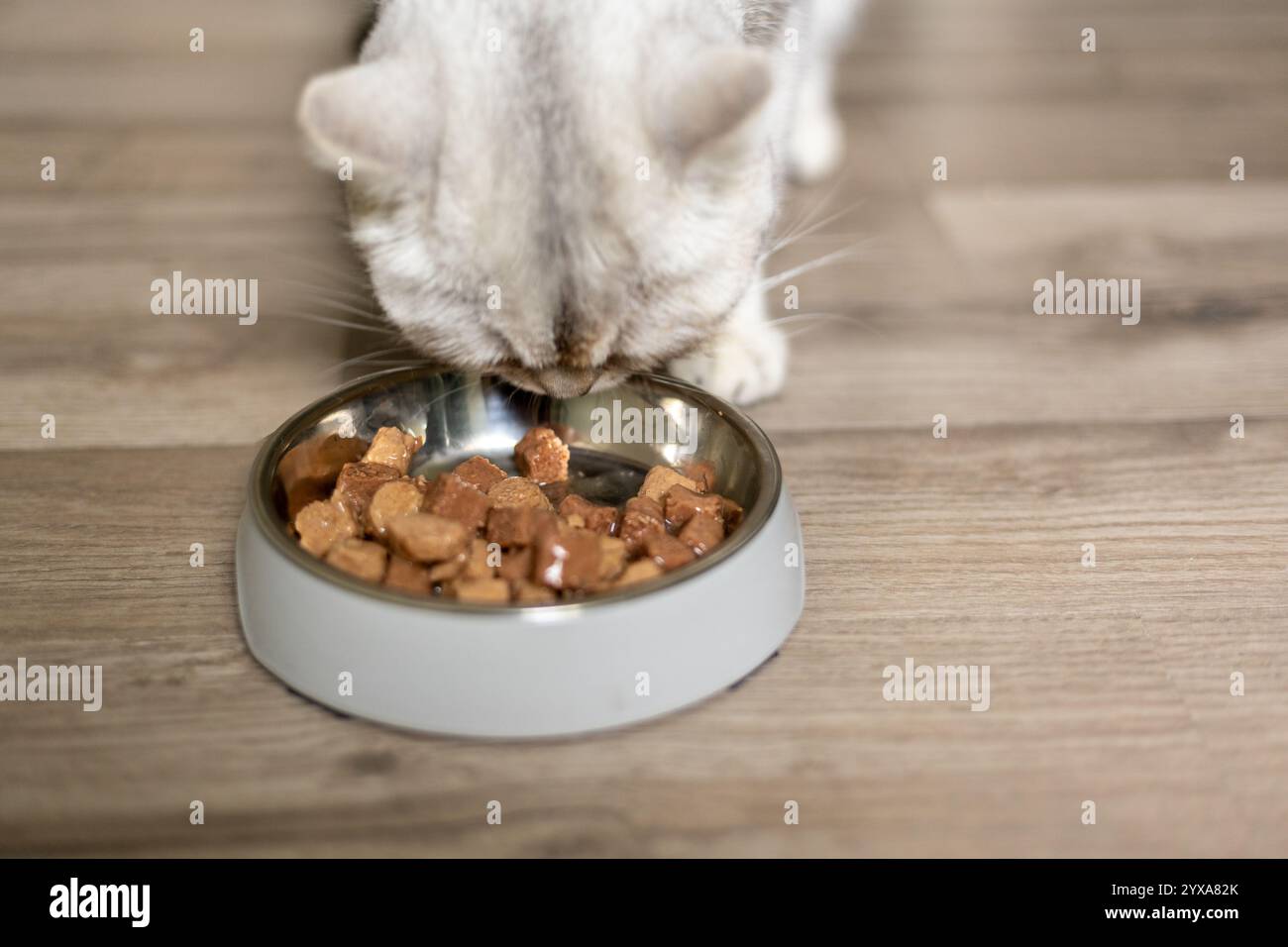 Eine Hauskatze ist darauf konzentriert, aus einer grauen Schüssel zu essen, die mit Kroketten gefüllt ist. Das Ambiente bietet eine warme, einladende Atmosphäre mit Holzfußboden, Suggs Stockfoto