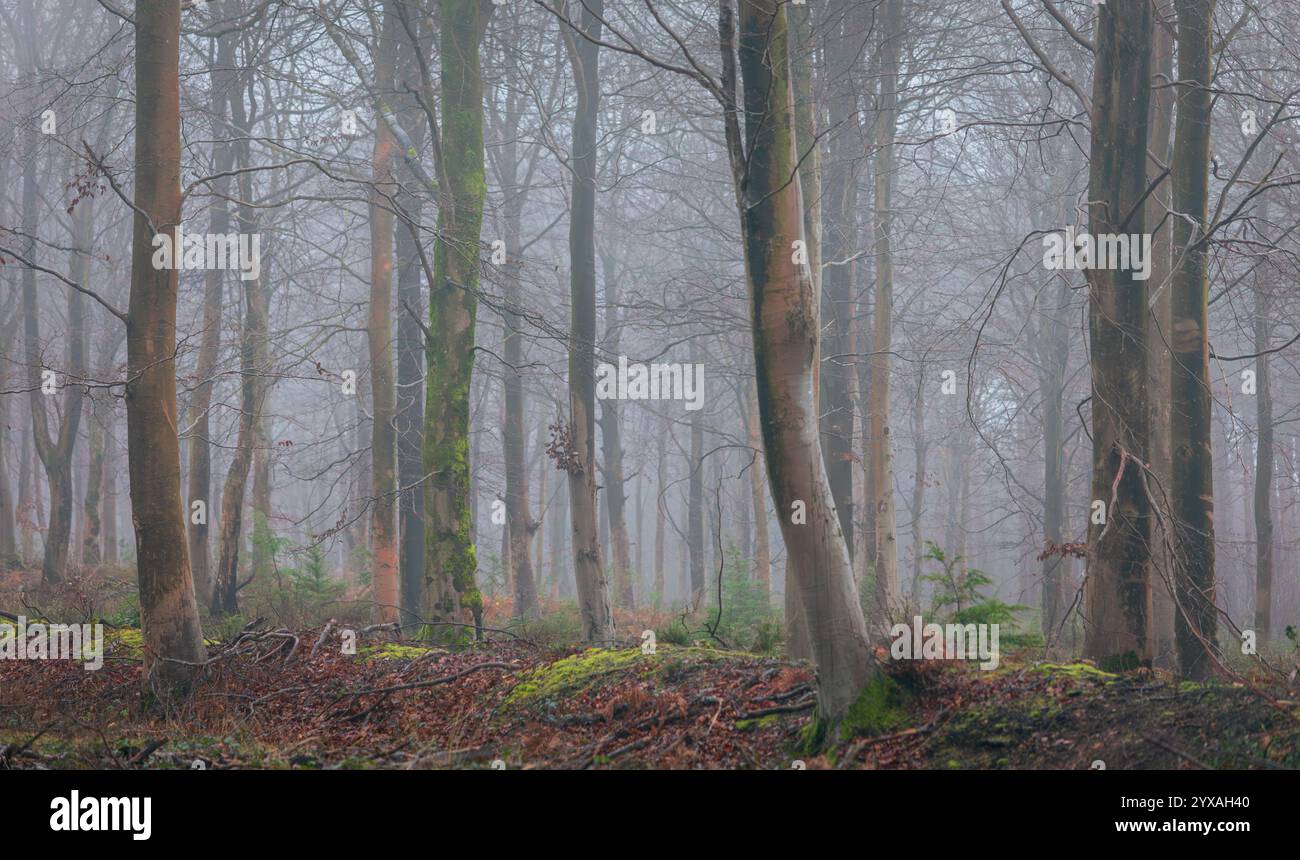 Winternebel und Nebel in dichten Buchenwäldern in der Nähe von Netherfield auf dem hohen weald Osten Sussex im Südosten Englands Großbritannien Stockfoto