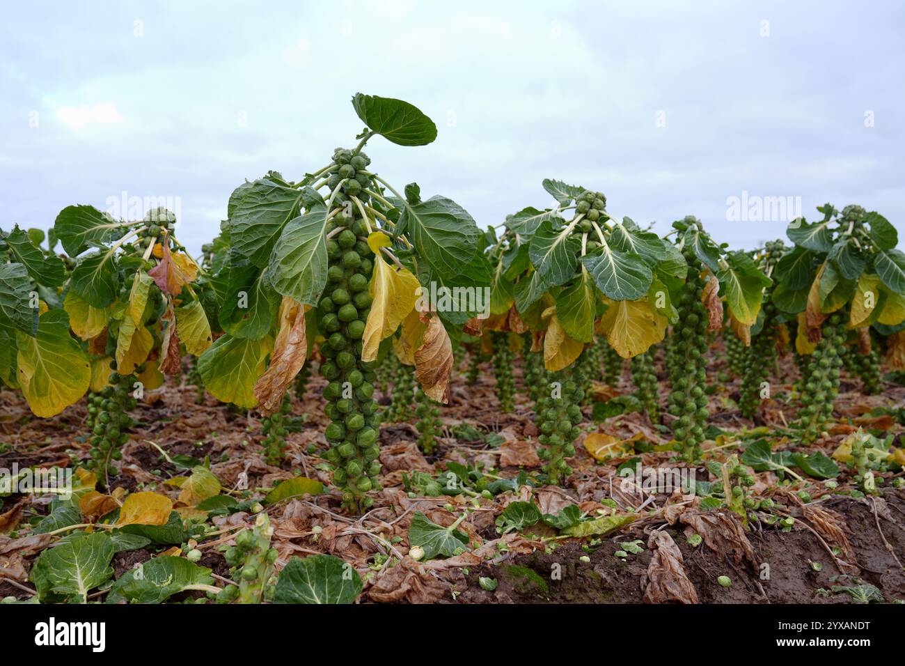 Bisher unveröffentlichtes Foto vom 12/24. März, in dem Rosenkohl auf einem Feld bei TH Clements & Son Ltd in der Nähe von Boston, Lincolnshire, geerntet wird. Laut Tesco dürften die Rosenkohl-Sprossen in diesem Jahr aufgrund der guten Anbaubedingungen und der Einführung neuer Sorten um bis zu 25 % größer sein. Die führende Supermarktkette in Großbritannien sagte, einer ihrer Lieferanten, der Grower TH Clements, habe angegeben, dass die durchschnittliche Sprossengröße in diesem Jahr 30 mm im Durchmesser beträgt – im Vergleich zu 24 mm im letzten Jahr, als die Erntebedingungen schlecht waren. Ausgabedatum: Sonntag, 15. Dezember 2024. Stockfoto