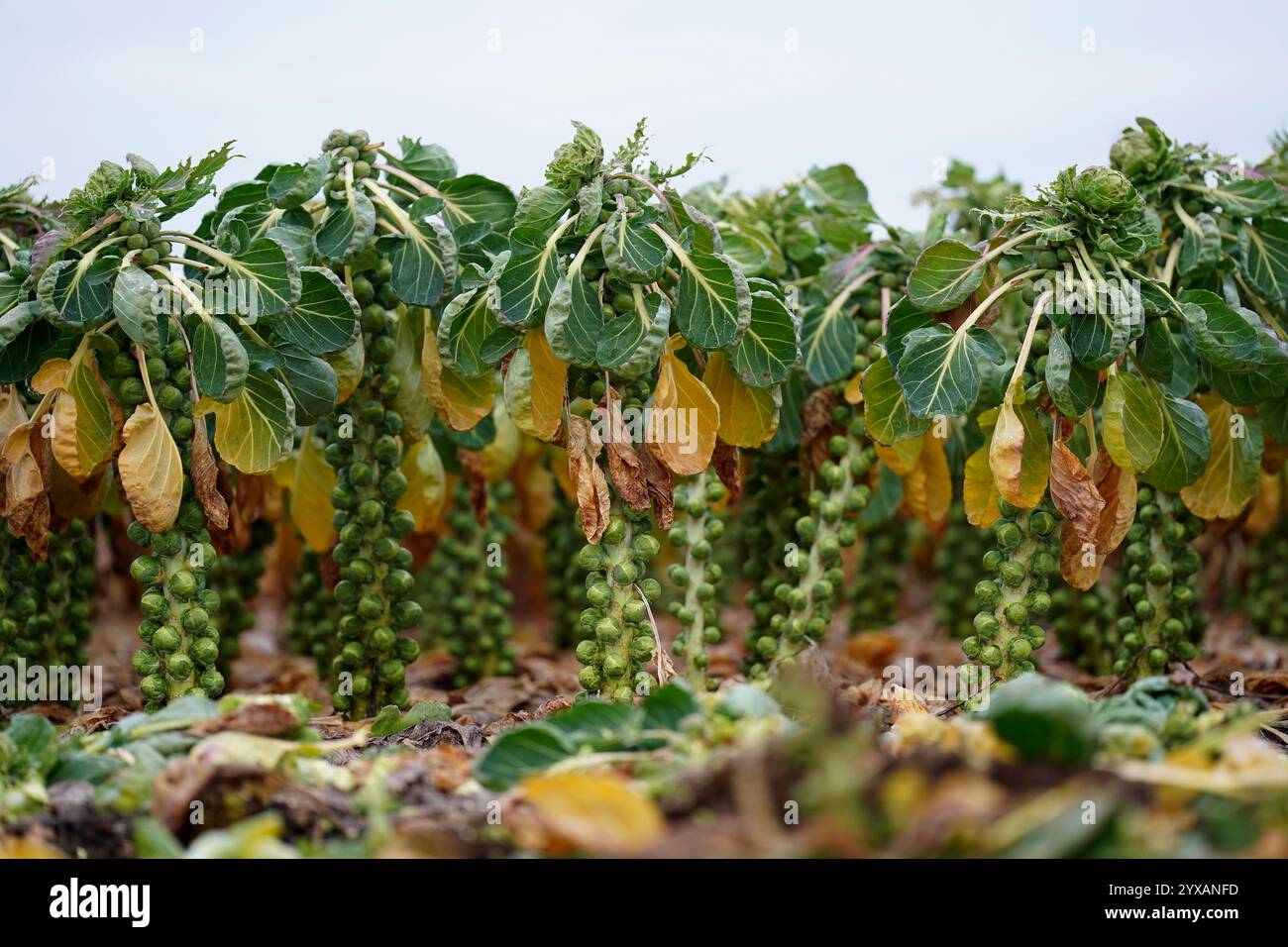 Bisher unveröffentlichtes Foto vom 12/24. März, in dem Rosenkohl auf einem Feld bei TH Clements & Son Ltd in der Nähe von Boston, Lincolnshire, geerntet wird. Laut Tesco dürften die Rosenkohl-Sprossen in diesem Jahr aufgrund der guten Anbaubedingungen und der Einführung neuer Sorten um bis zu 25 % größer sein. Die führende Supermarktkette in Großbritannien sagte, einer ihrer Lieferanten, der Grower TH Clements, habe angegeben, dass die durchschnittliche Sprossengröße in diesem Jahr 30 mm im Durchmesser beträgt – im Vergleich zu 24 mm im letzten Jahr, als die Erntebedingungen schlecht waren. Ausgabedatum: Sonntag, 15. Dezember 2024. Stockfoto