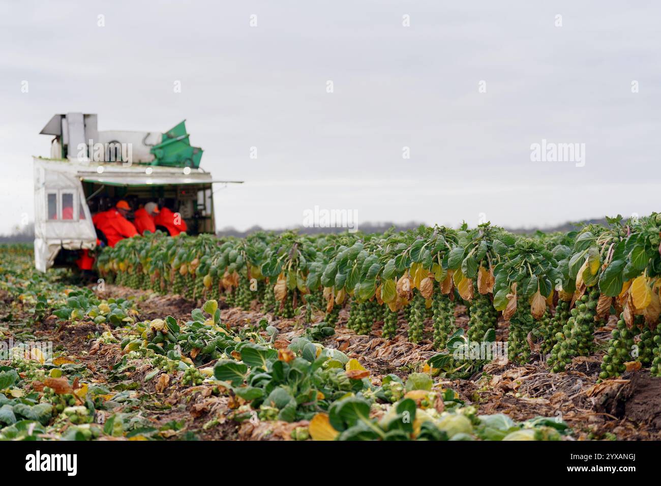 Bisher unveröffentlichtes Foto vom 12/24. März, in dem Rosenkohl auf einem Feld bei TH Clements & Son Ltd in der Nähe von Boston, Lincolnshire, geerntet wird. Laut Tesco dürften die Rosenkohl-Sprossen in diesem Jahr aufgrund der guten Anbaubedingungen und der Einführung neuer Sorten um bis zu 25 % größer sein. Die führende Supermarktkette in Großbritannien sagte, einer ihrer Lieferanten, der Grower TH Clements, habe angegeben, dass die durchschnittliche Sprossengröße in diesem Jahr 30 mm im Durchmesser beträgt – im Vergleich zu 24 mm im letzten Jahr, als die Erntebedingungen schlecht waren. Ausgabedatum: Sonntag, 15. Dezember 2024. Stockfoto