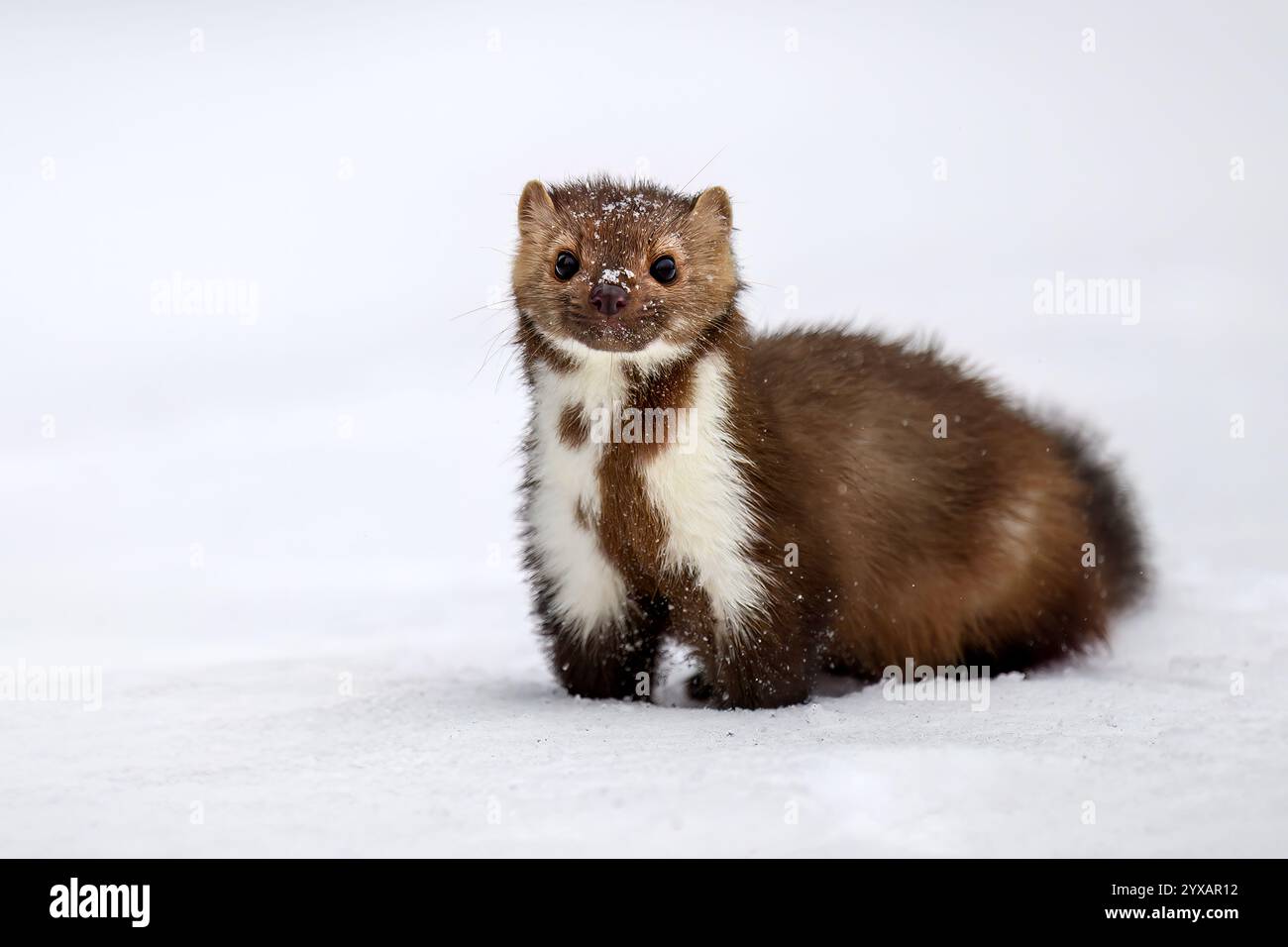 Der Marder läuft auf dem neu gefallenen Schnee und klettert in die Baumhohle. Stockfoto