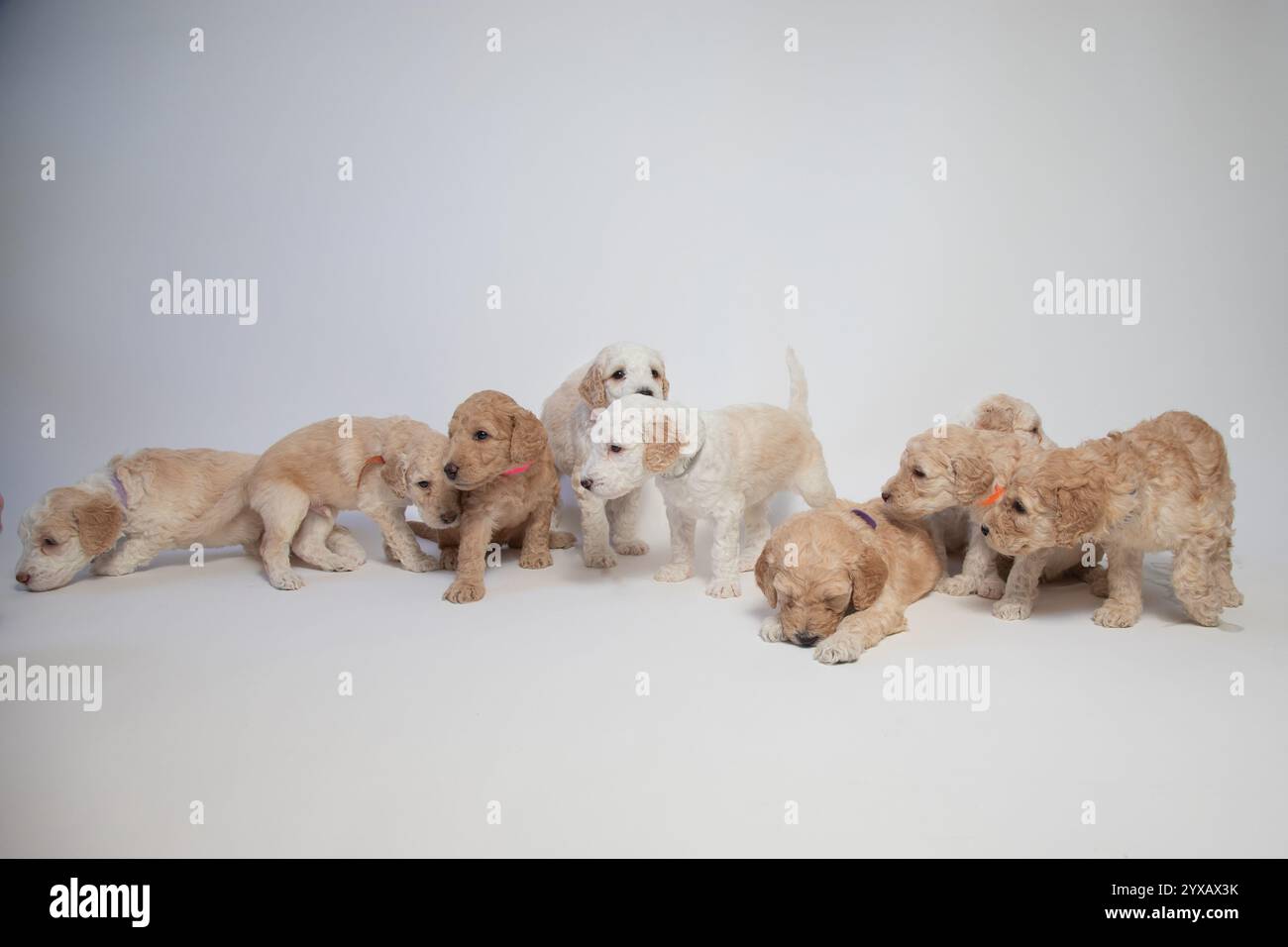 Studio-Schuss von einem Wurf von acht Goldendoodle-Welpen hintereinander Stockfoto