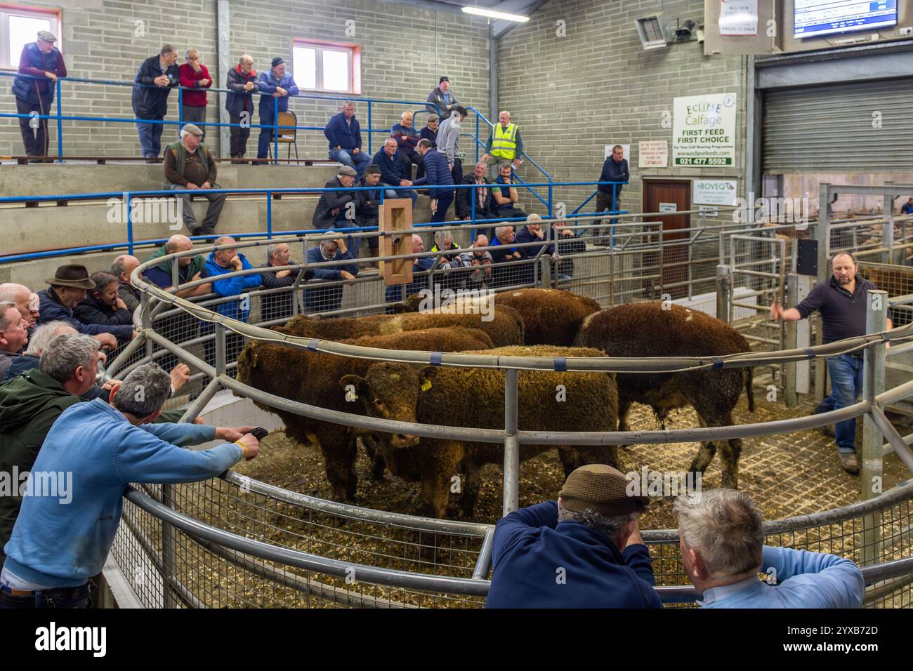 Cork Cattle Mart in Skibbereen, West Cork, Irland. Stockfoto