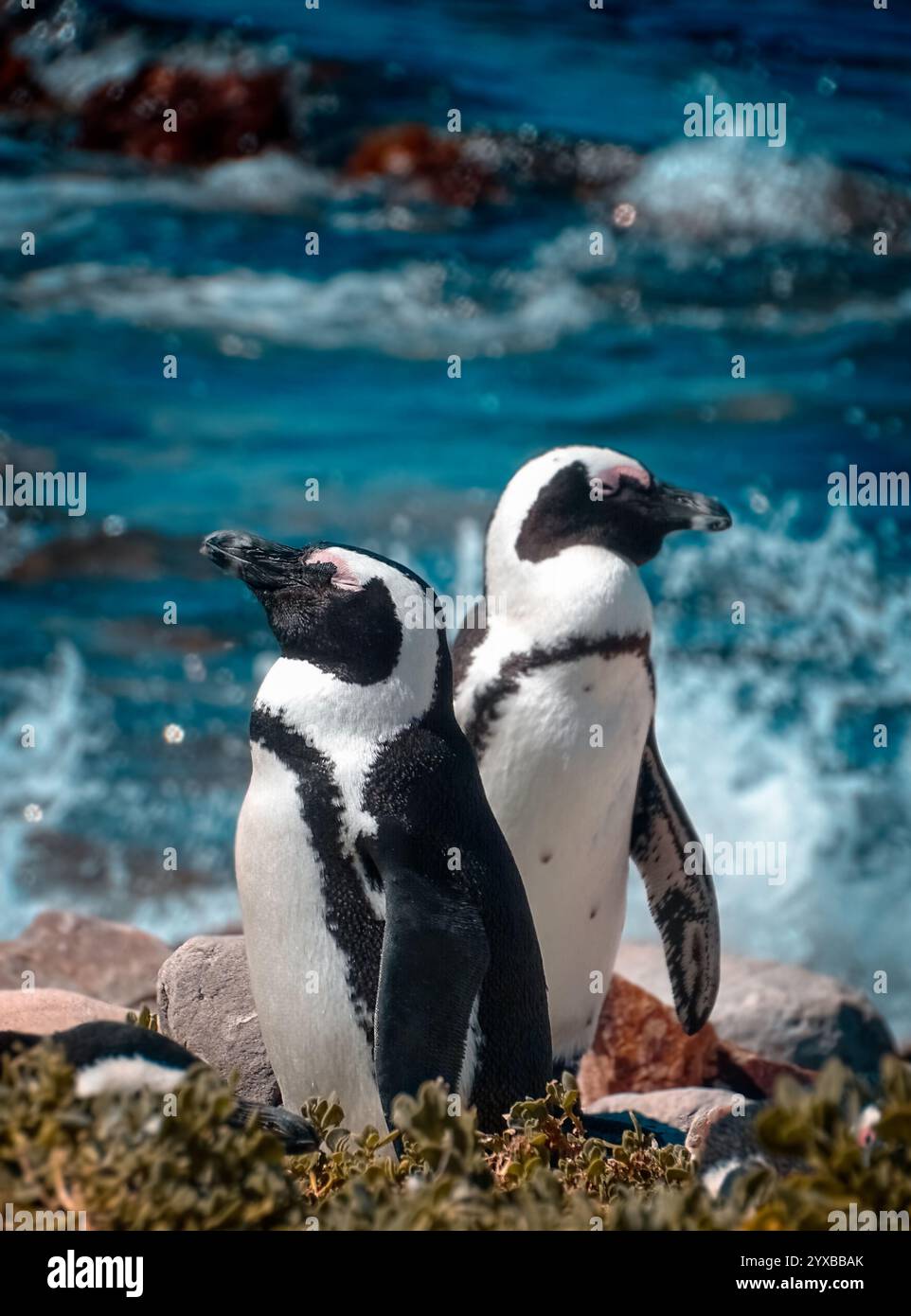 Afrikanischer Pinguin, auch bekannt als Pinguin und Schwarzfuß-Pinguin. Zwei Pinguine stehen an einer felsigen Küste und blicken auf das Meer. Die sce Stockfoto
