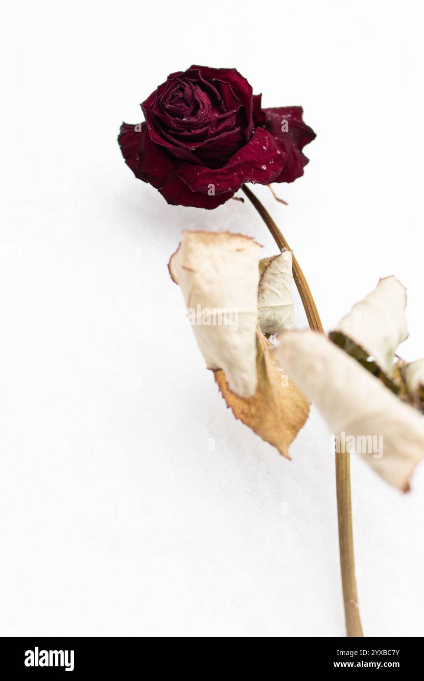 Rote getrocknete Rose im Schnee. Verlassene Rose unter Schnee. Trockene Blume auf weißem Hintergrund. Veraltete Blume auf Schnee mit Kopierraum. Eisige Rose mit Schneeflocken Stockfoto