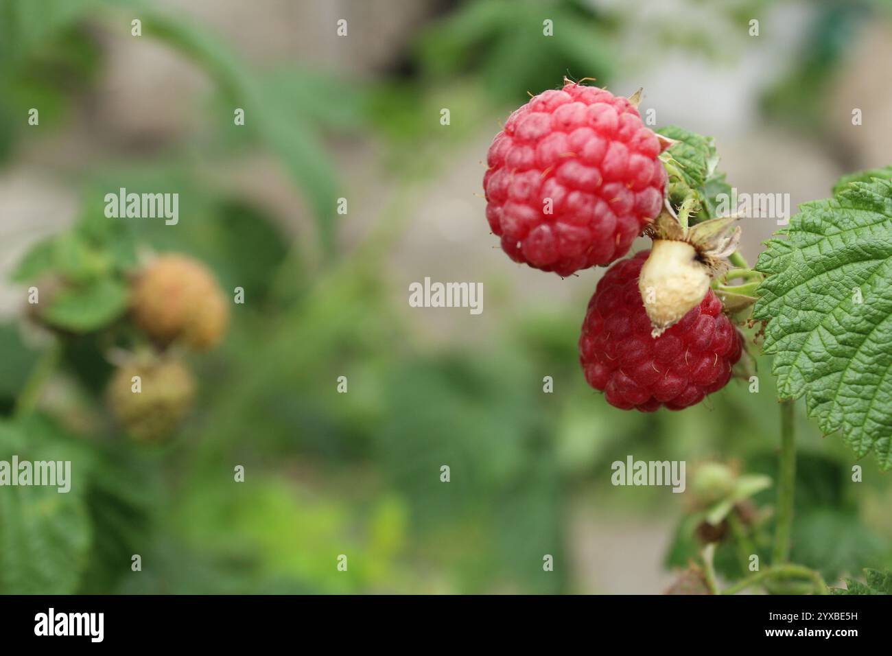 Reife Himbeeren im Sommer. Sommermonate für Himbeerpflücken. Rote Beeren. Stockfoto
