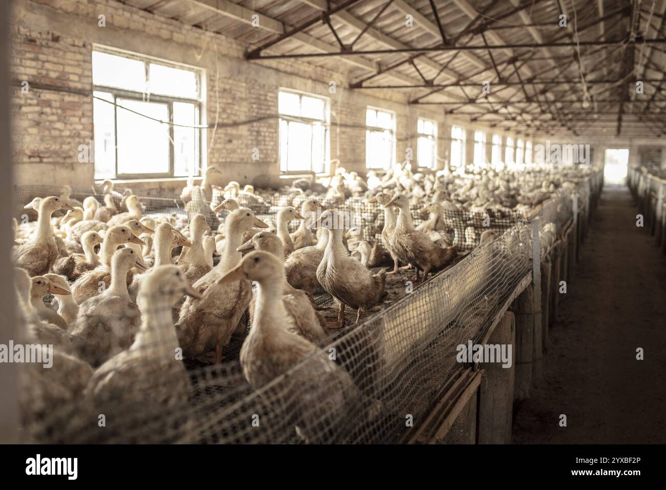 Enten in Aufzuchtstation, Jiang Su Salted Duck Farming Co. Ltd, Xiang Shui County, China, Asien Stockfoto