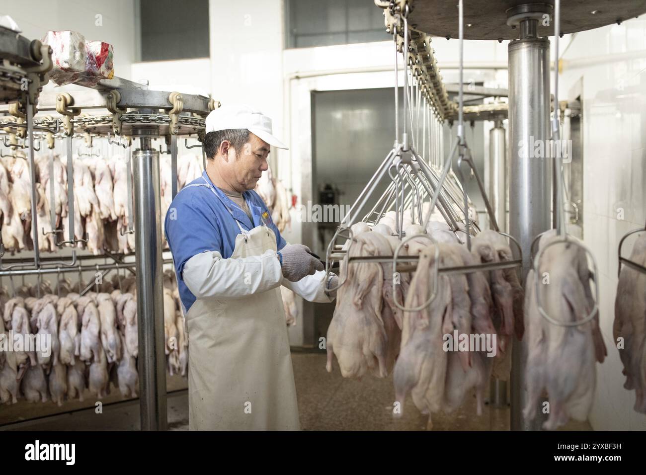 Produktion von gesalzenen Enten Fabrik Nan Jing Ying Tao Yo Co. Ltd., zum Verzehr in Restaurants, aber auch zum Verkauf als haltbare Produkte als Souvenirs, t Stockfoto