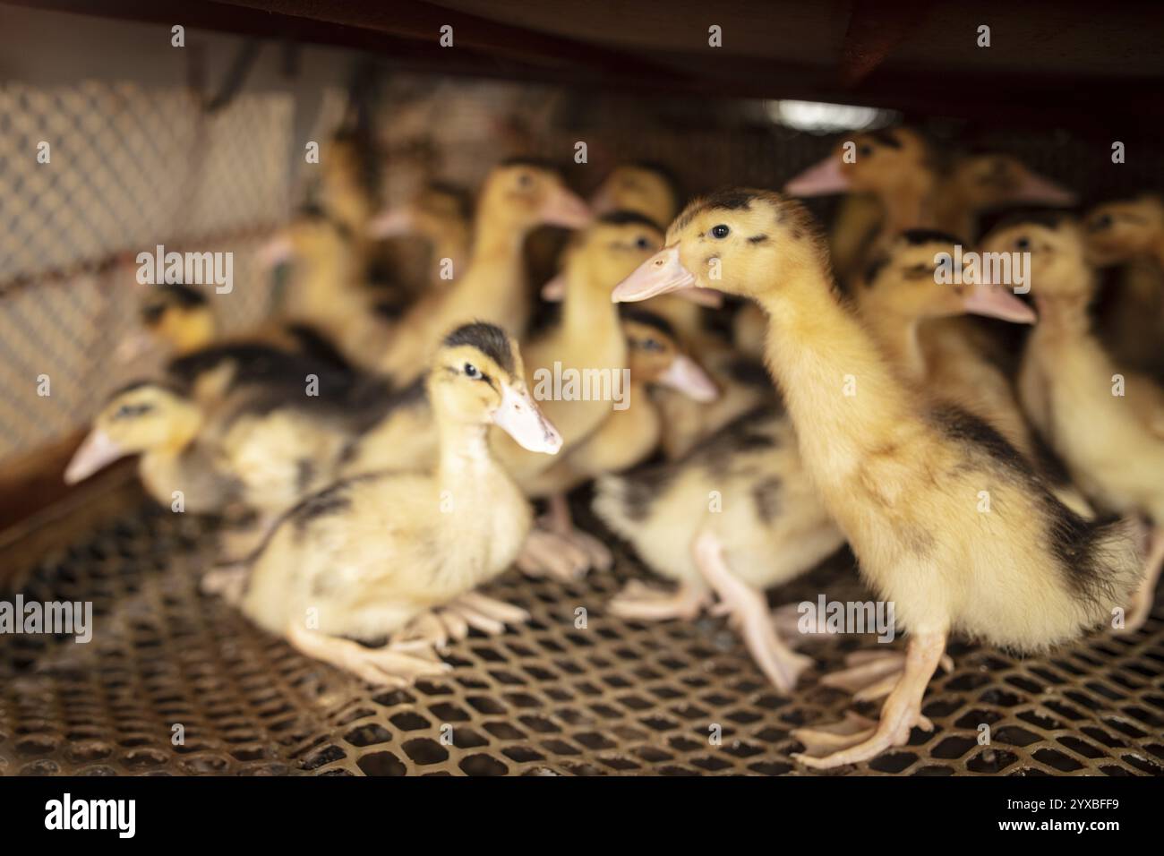 Enten in Aufzuchtstation, Jiang Su Salted Duck Farming Co. Ltd, Xiang Shui County, China, Asien Stockfoto