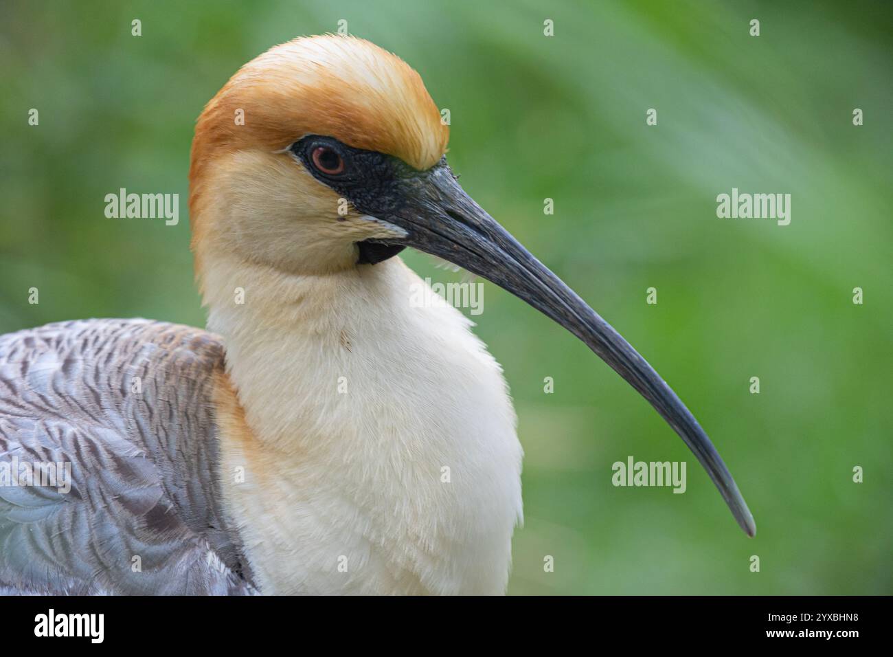 Der schwarze Ibis (Theristicus melanopis) steht anmutig und zeigt seinen langen, geschwungenen Schnabel und sein markantes braun-weißes Gefieder. Sein scharfes Auge ist obs Stockfoto