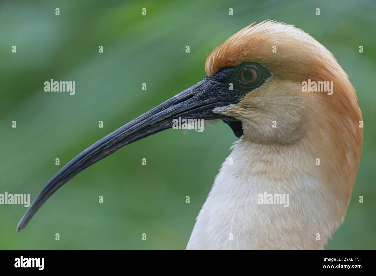Der schwarze Ibis (Theristicus melanopis) steht anmutig und zeigt seinen langen, geschwungenen Schnabel und sein markantes braun-weißes Gefieder. Sein scharfes Auge ist obs Stockfoto