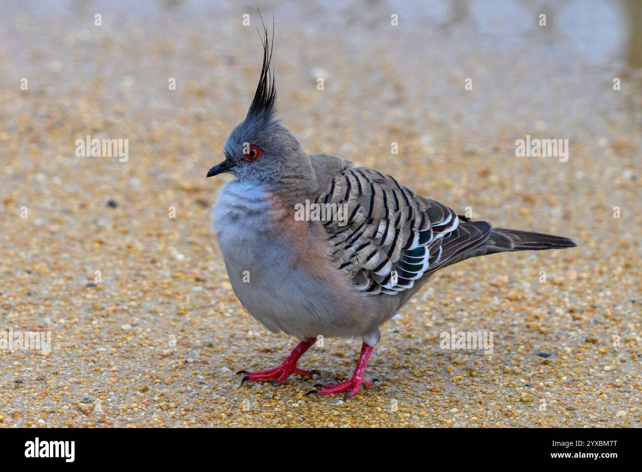 Haubentaube, die auf dem Boden steht Stockfoto