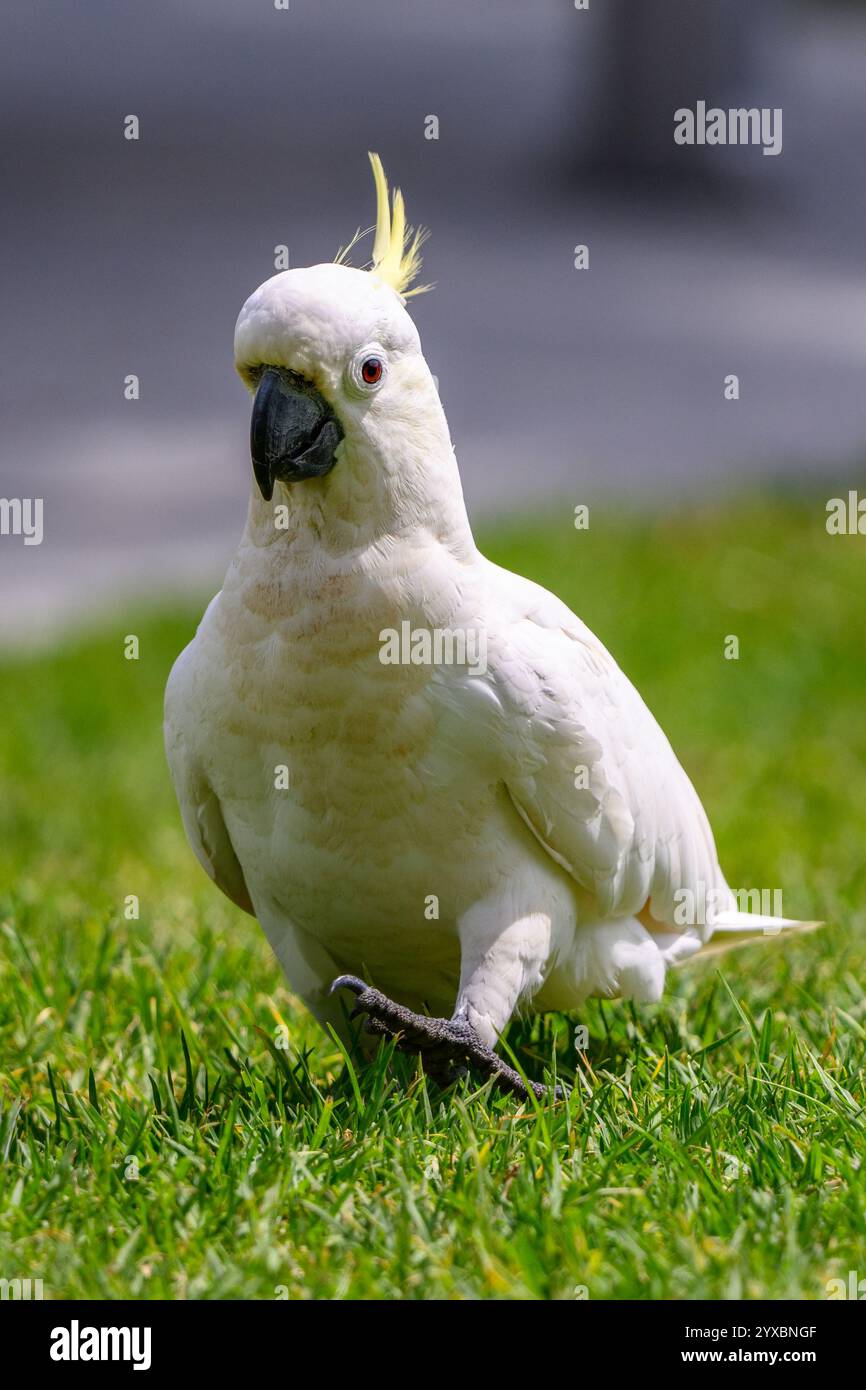 Schwefelkaskadu, der auf Gras läuft Stockfoto