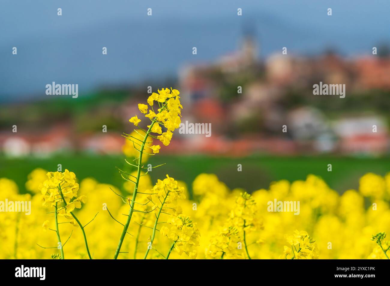 Nahaufnahme einer Rapsblume vor einem Feld und einem verschwommenen Dorf im Hintergrund Stockfoto