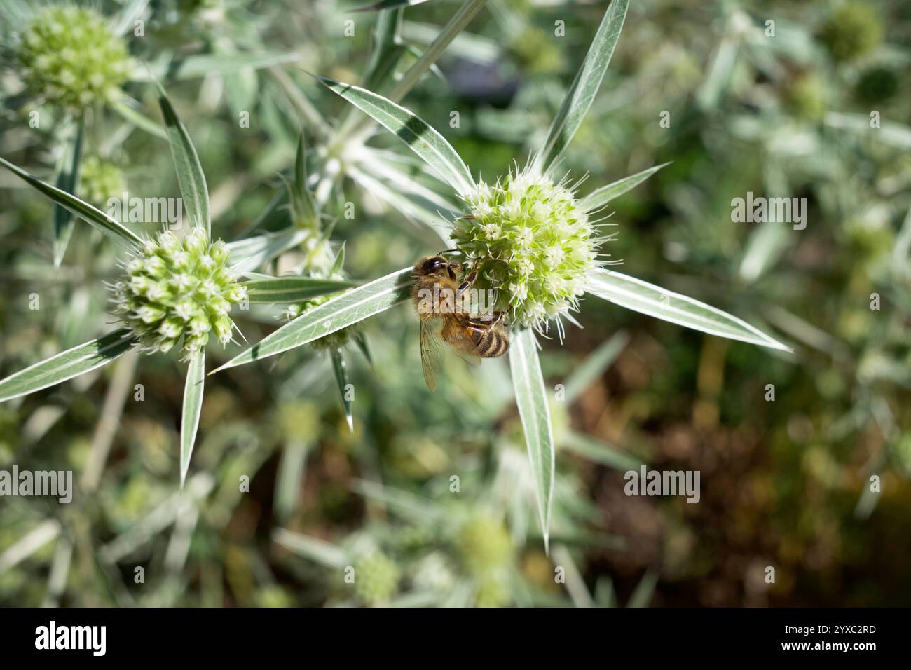 Eine Biene sammelt Nektar auf einem grünen Eryngium Campestre. Stockfoto