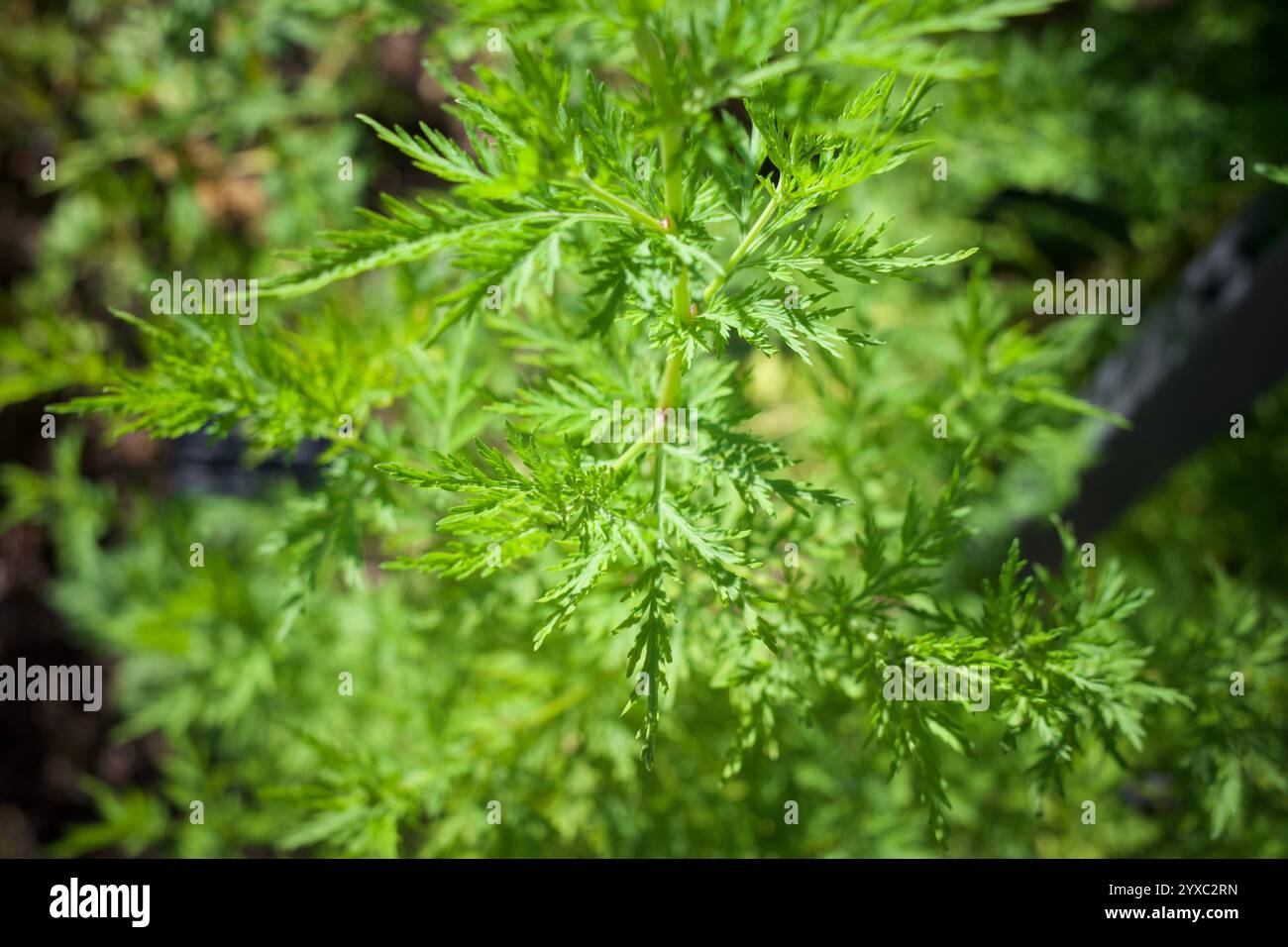 Grüner organischer Hintergrund voller Artemisia annua, auch bekannt als süßer Wermut, süße annie, süßes Sagewort, jährliches Beifuß oder jährlicher Wermut. Stockfoto
