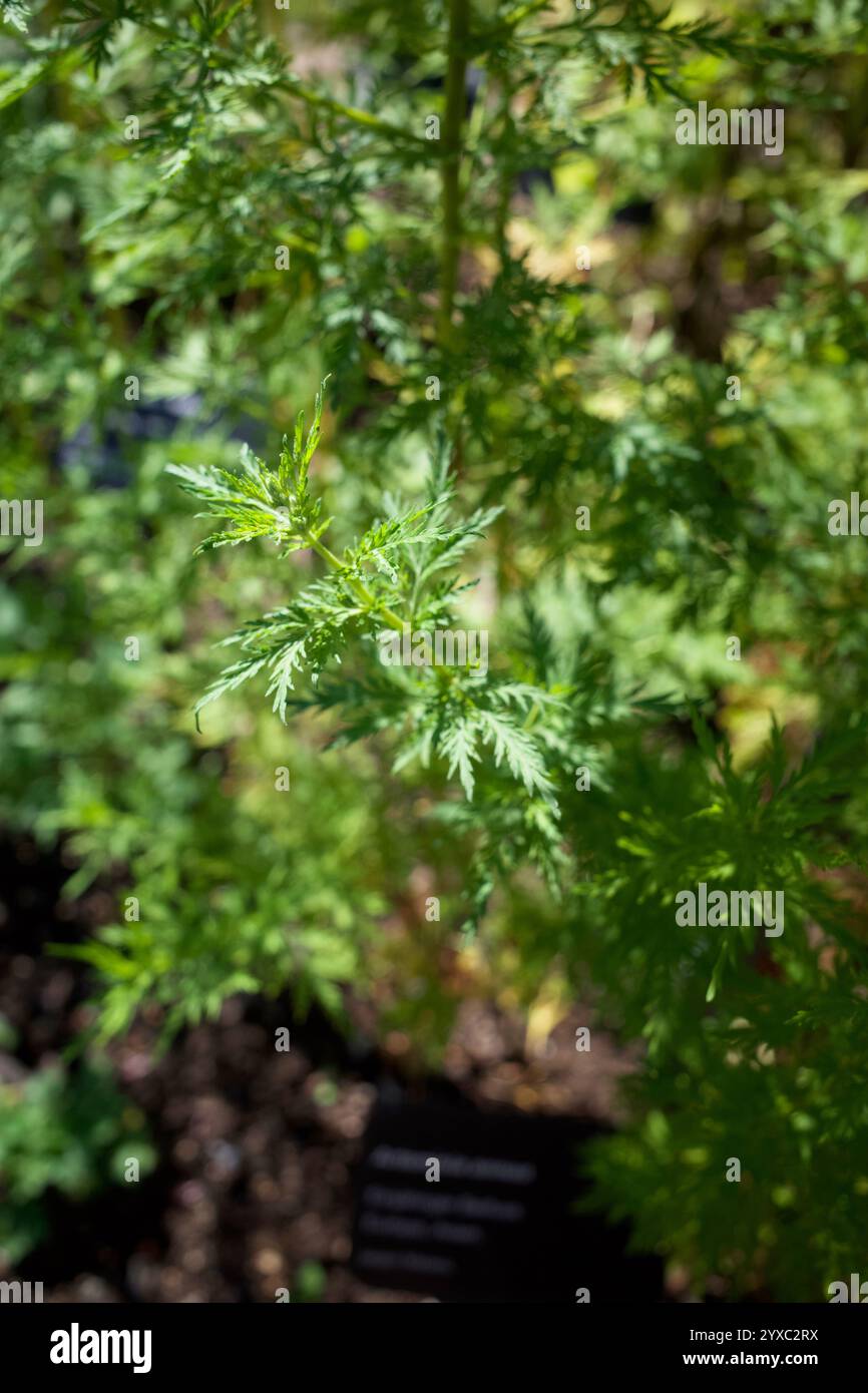 Grüner organischer Hintergrund voller Artemisia annua, auch bekannt als süßer Wermut, süße annie, süßes Sagewort, jährliches Beifuß oder jährlicher Wermut. Stockfoto