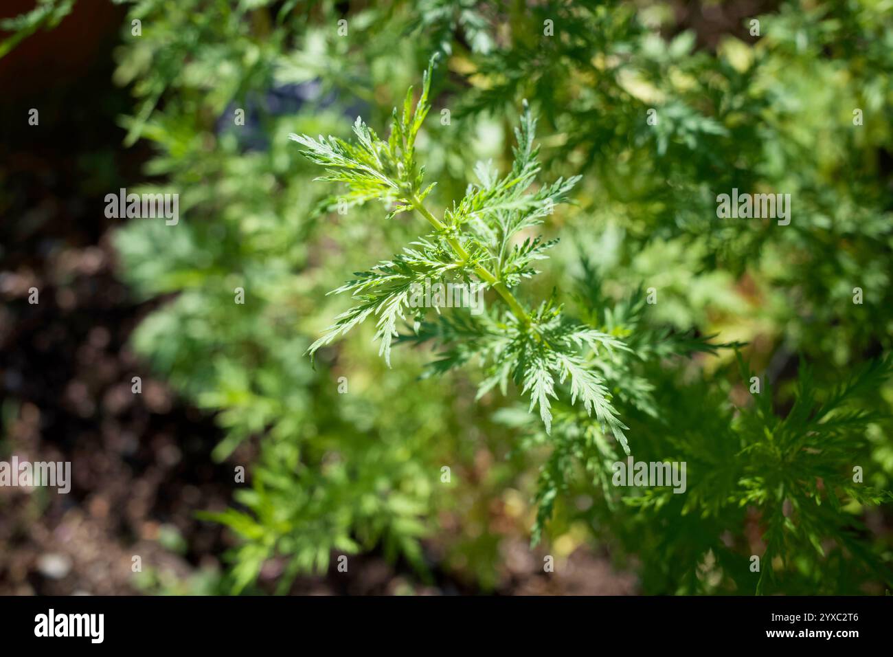 Grüner organischer Hintergrund voller Artemisia annua, auch bekannt als süßer Wermut, süße annie, süßes Sagewort, jährliches Beifuß oder jährlicher Wermut. Stockfoto