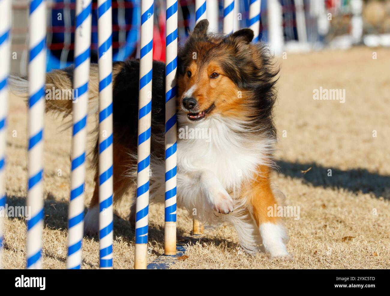 Sheltie-Hund, der durch blau-weiße weeve-Stöcke auf einem Agility-Kurs fährt Stockfoto