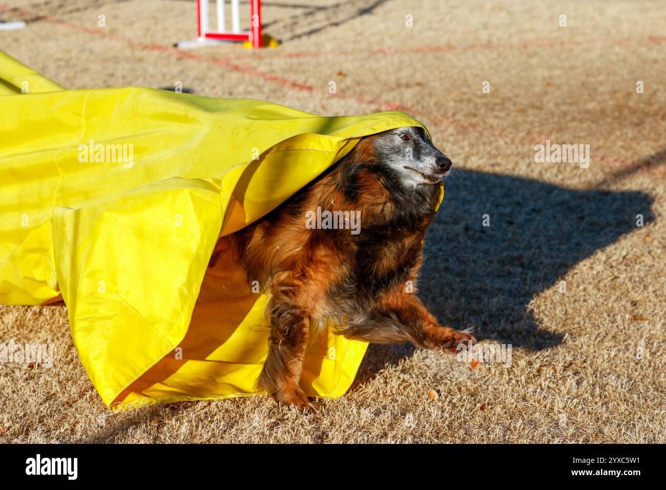 Brauner belgischer Tervurenhund kommt aus einem Agility-Shooting im Gras Stockfoto