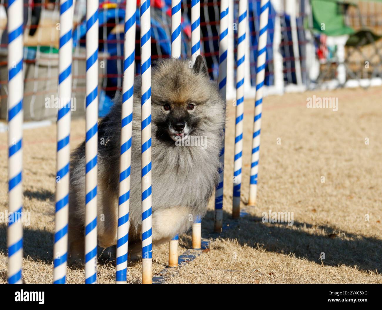 Keeshond läuft durch weeve Stöcke auf einem Agility Course Stockfoto