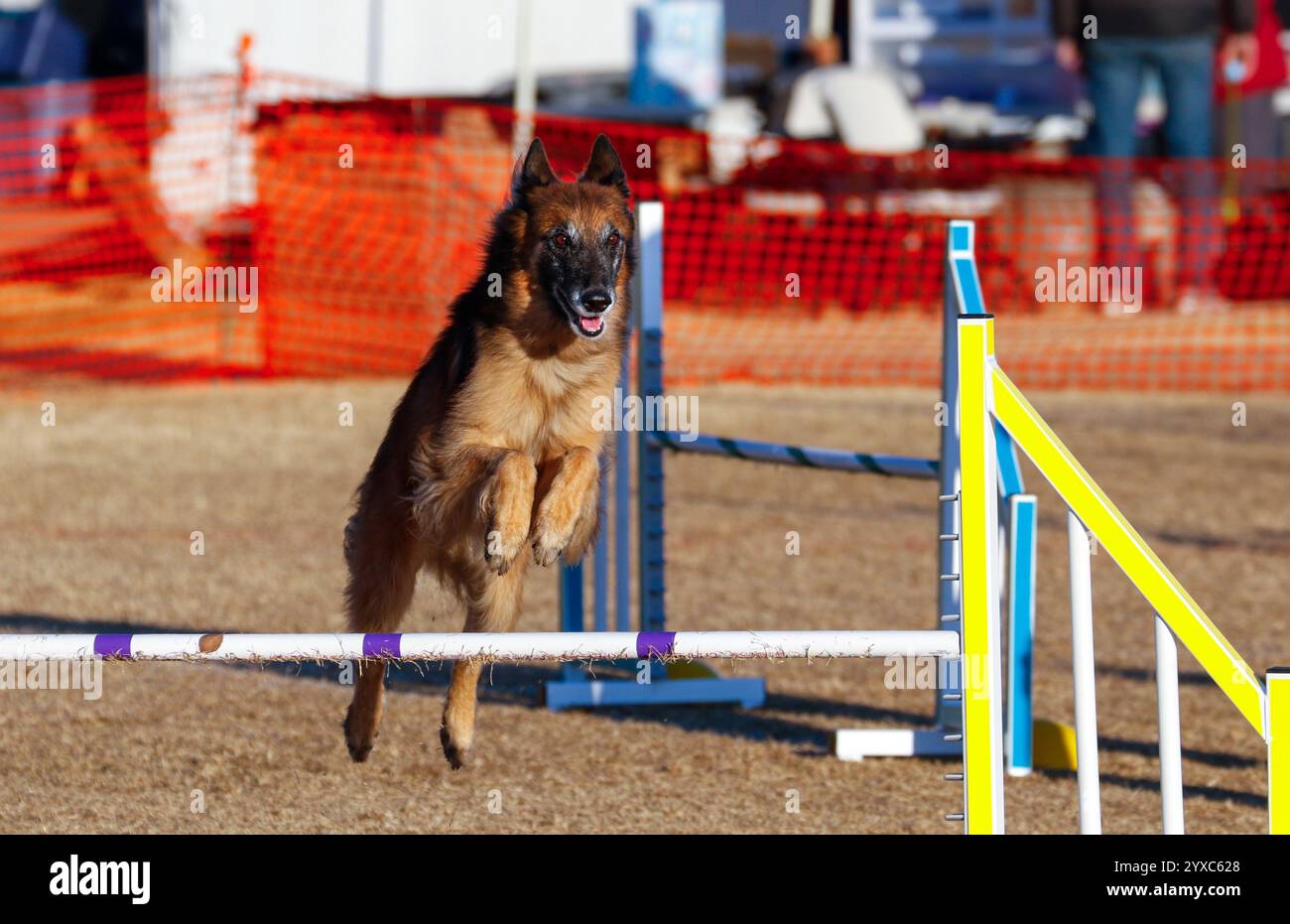 Belgischer Tervurenhund, der über einen Agilitätssprung geht Stockfoto