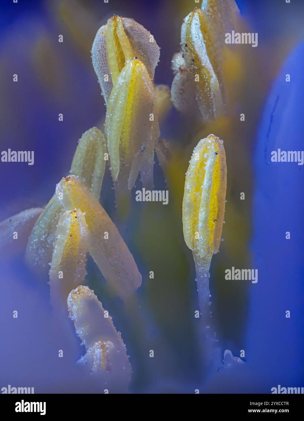 Anthers of a Blue Shades Anemone (Anemone blanda) Blume Stockfoto