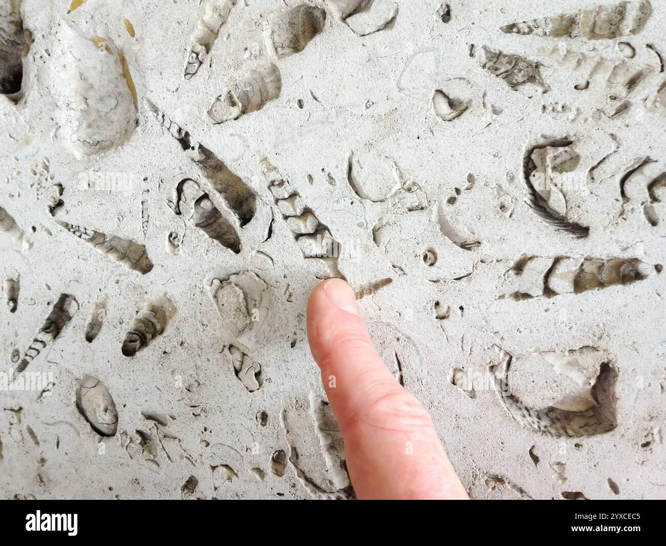 Der Finger zeigt auf die Nahaufnahme von spiralförmigen Muschelfossilien in Kalkstein an der Gebäudewand, London, England, Großbritannien Stockfoto