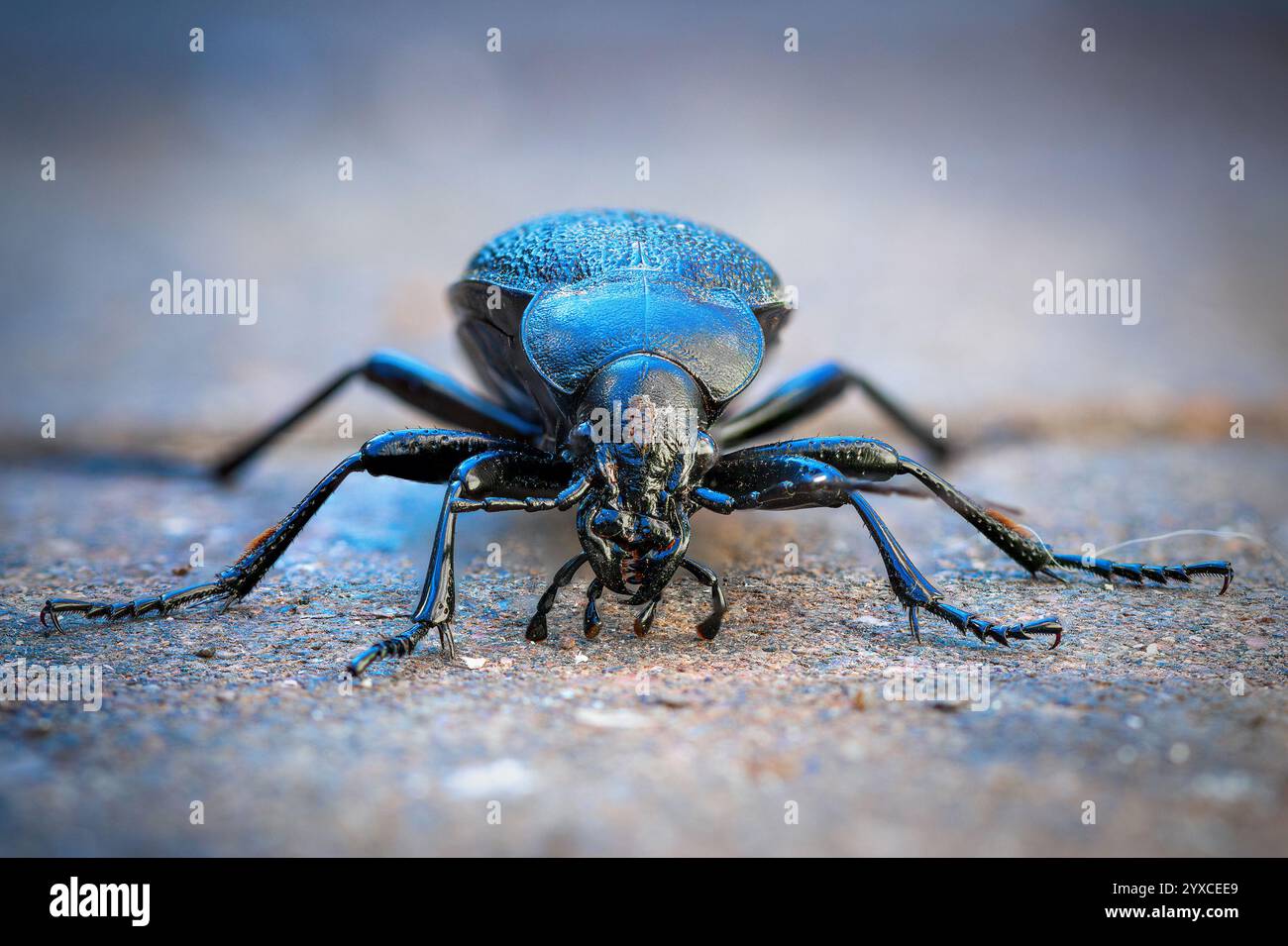 Carabus coriaceus-Käfer-Nahaufnahme, Makroaufnahme mit Fokusstapeltechnik Stockfoto