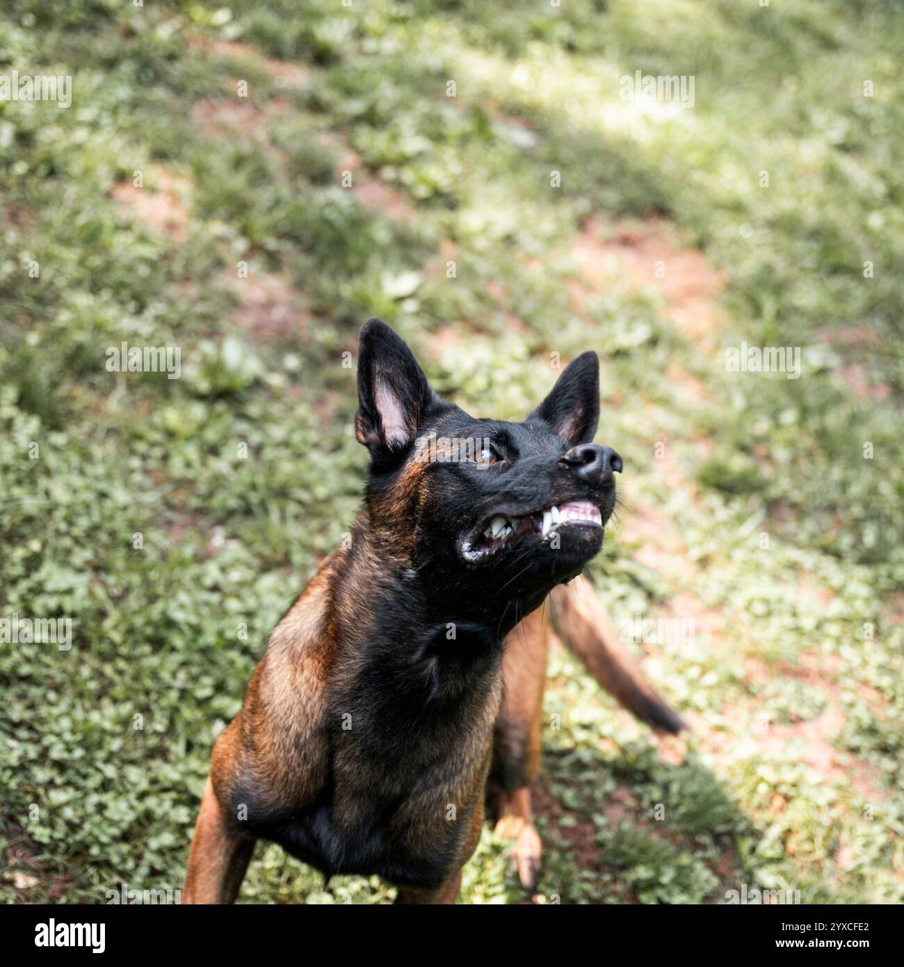 Ein fokussierter belgischer Malinois mit einem intensiven Ausdruck im Freien, umgeben von grünem Gras, der Energie und Wachheit ausstrahlt. Stockfoto