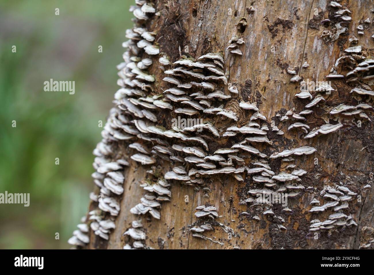 Klammer oder Regal Pilze auf Toten verbrannt Baumrinde. Stockfoto
