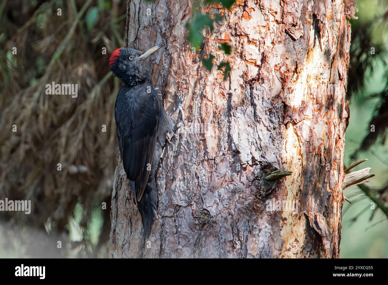 Schwarzspecht (Dryocopus martius) auf der Suche nach Nahrung am Baum, Niederlande Stockfoto