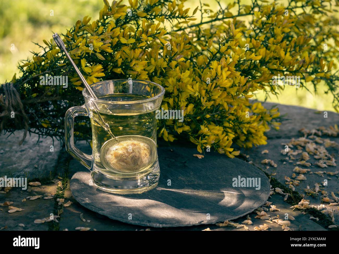 Ginster-Tee mit gelben Ginster-Blüten Stockfoto