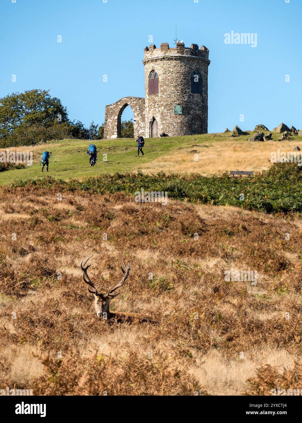 Ikonisches Bild des Bradgate Park mit Rothirsch mit Geweih im Vordergrund und dem Turm „Old John“ auf dem Hügel dahinter, Leicestershire, England, Großbritannien. Stockfoto