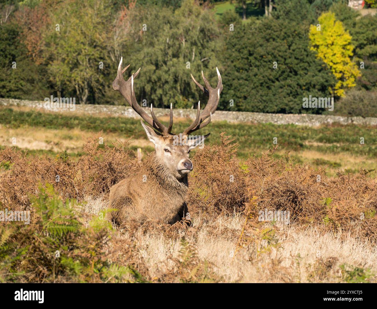 Großer erwachsener Rothirsch (Cervus elaphus) mit prächtiger Geweihkrone in Bracken, Oktober Bradgate Park, Leicestershire, England, Großbritannien Stockfoto