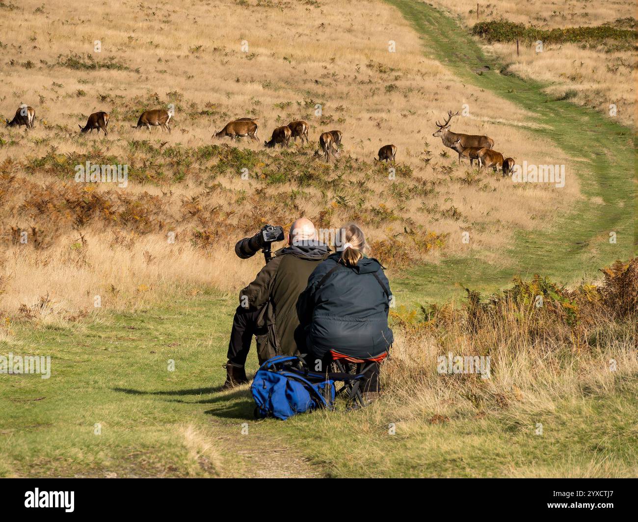 Fotografen mit Kamera und Langlinse beobachten Rotwild (Cervus elaphus) während des rut Bradgate Park im Oktober, Leicestershire, England, Großbritannien Stockfoto