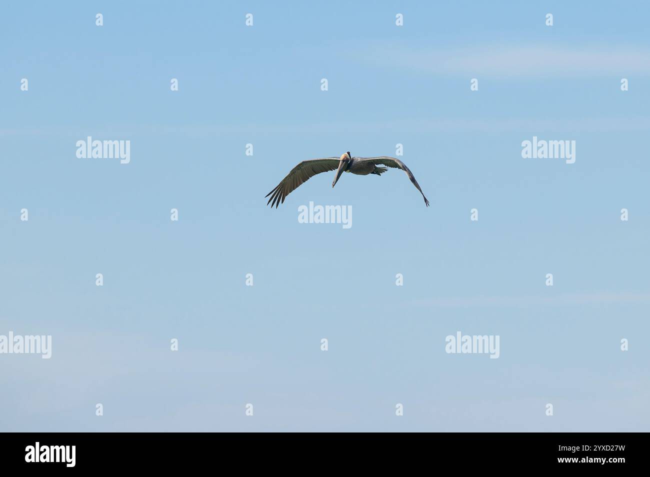 Ein Pelikan fliegt mit Flügeln vor dem Hintergrund des Blauen Himmels Stockfoto