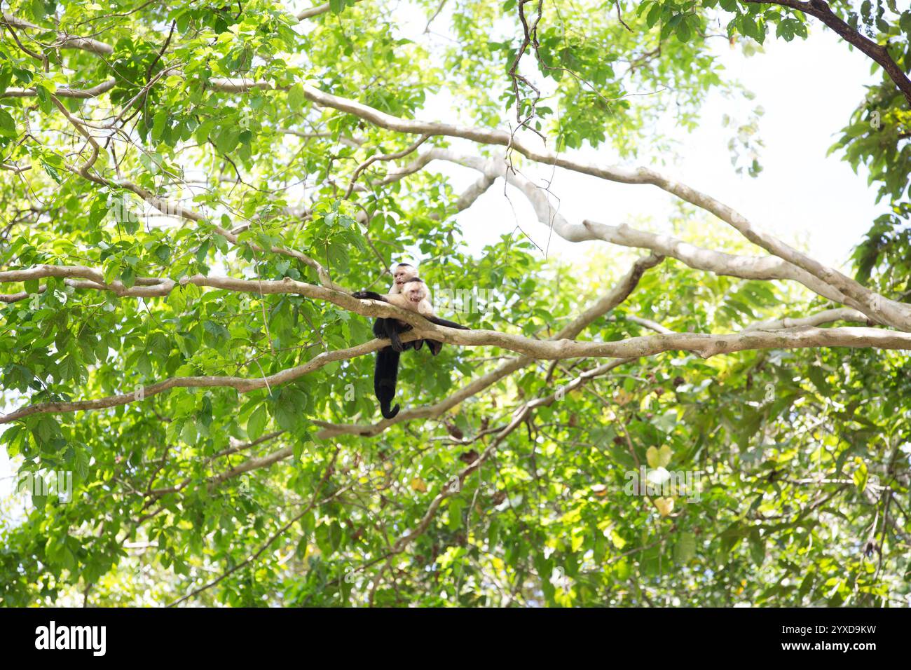 Ein Spinnenaffe klettert in einen Baum in Costa Rica. Stockfoto Ein Spinnenaffe klettert in einen Baum in Costa Rica. Stockfoto