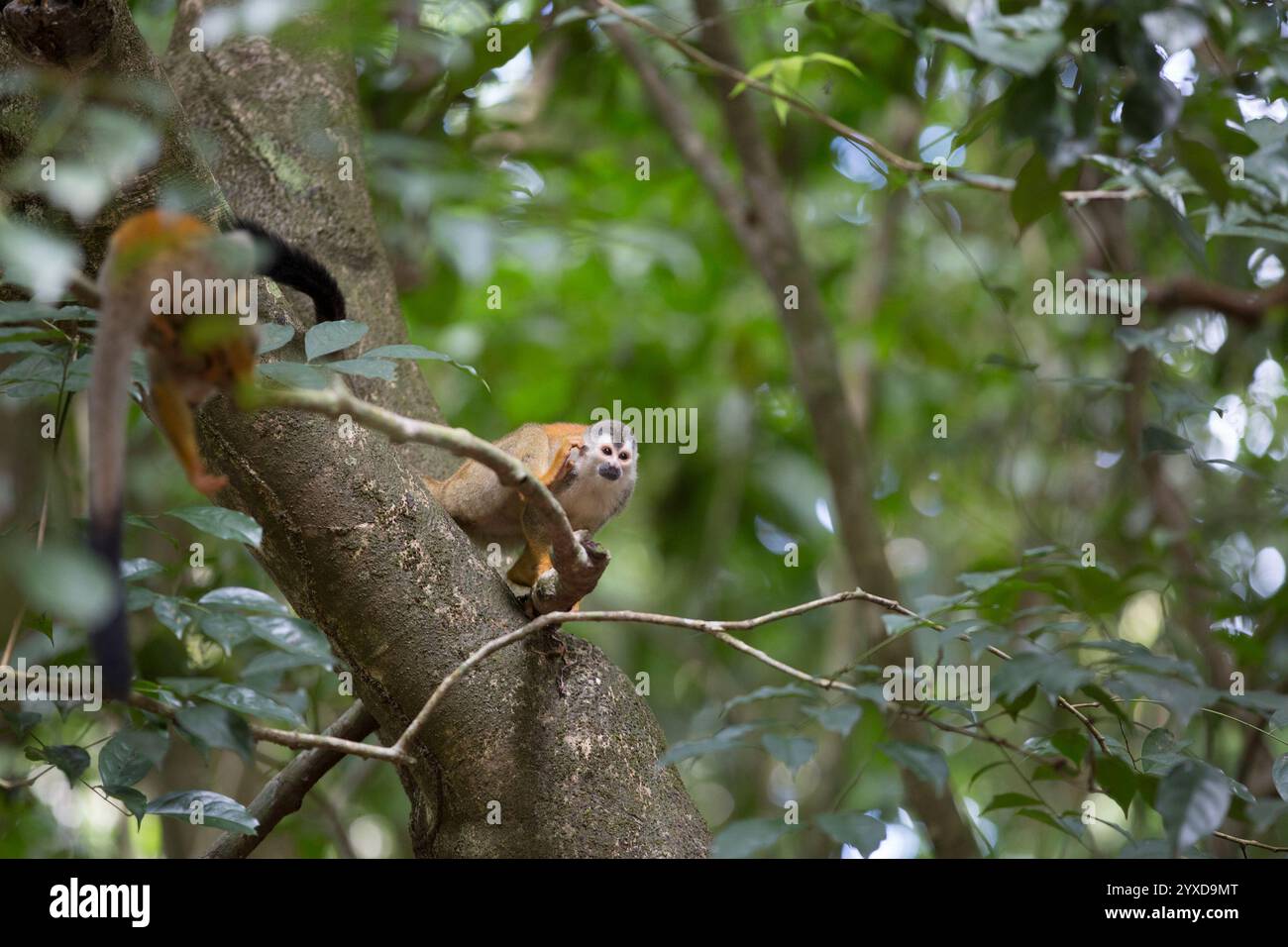 Ein Spinnenaffe klettert in einen Baum in Costa Rica. Stockfoto Ein Spinnenaffe klettert in einen Baum in Costa Rica. Stockfoto
