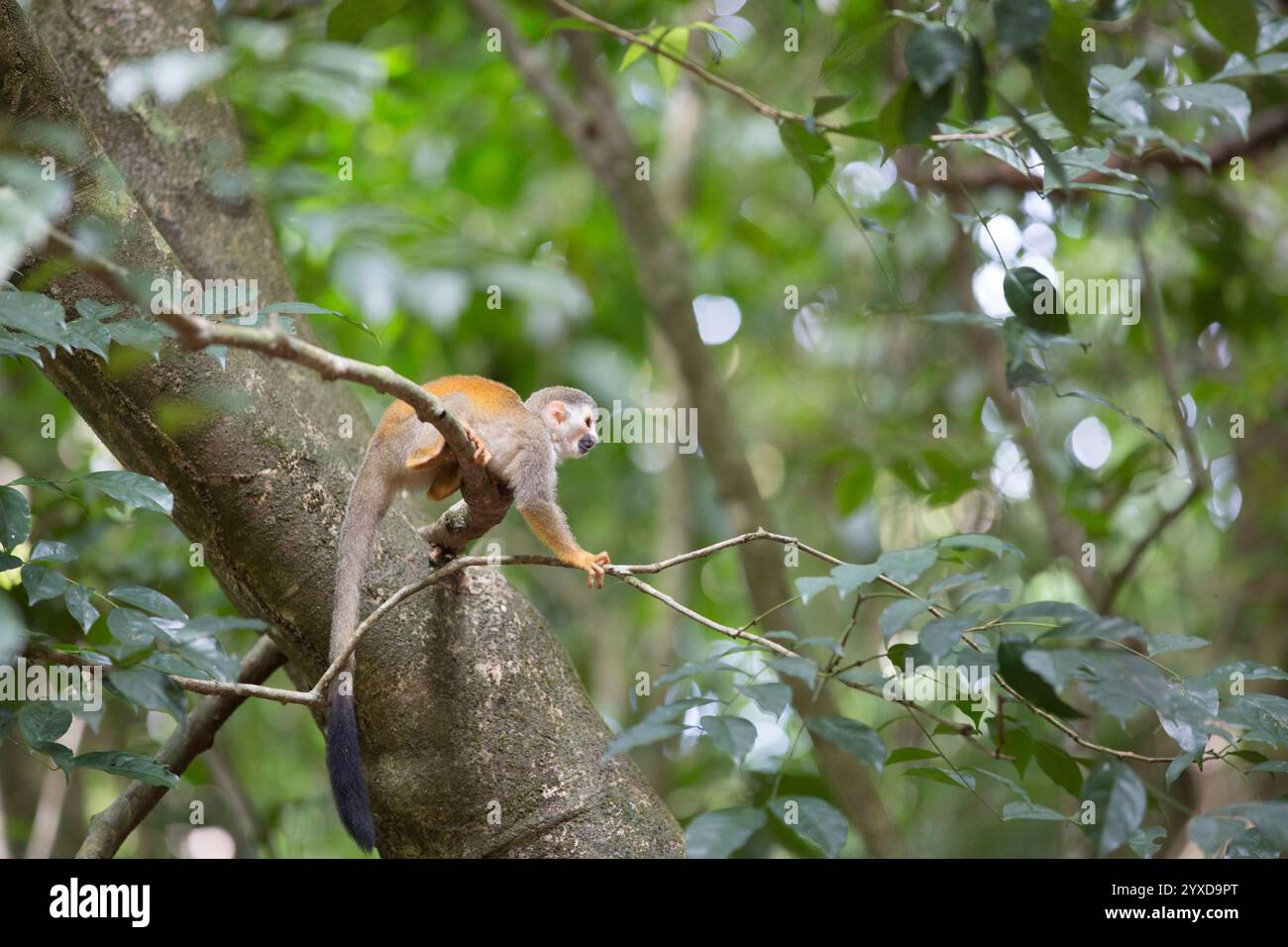 Ein Spinnenaffe klettert in einen Baum in Costa Rica. Stockfoto Ein Spinnenaffe klettert in einen Baum in Costa Rica. Stockfoto