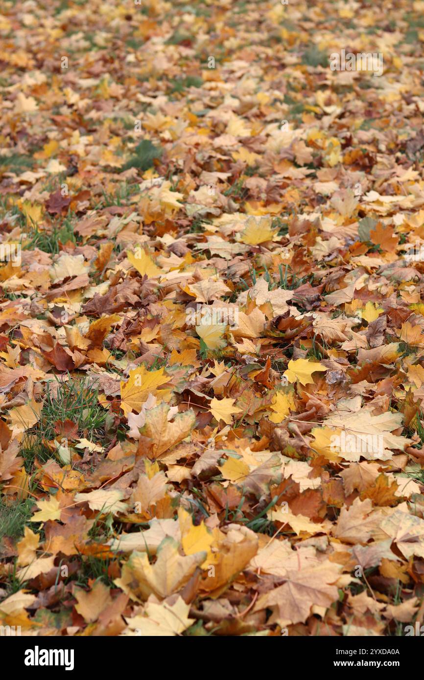 Herbstlaub auf dem Gras im Park. Gelbes, gefallenes Blatt auf dem Boden. Herbsthintergrund, selektiver Fokus. Herabfallende Herbstblätter bilden das g Stockfoto