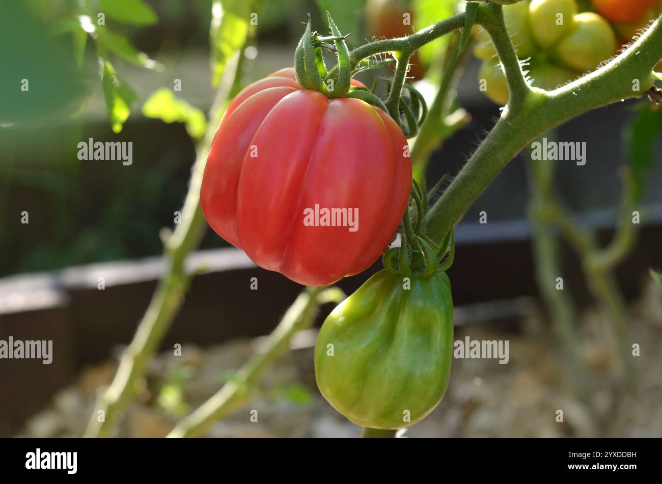 Große rosa gerippte Tomaten Reifen im Gemüsegarten. Ihr eigenes Lebensmittelkonzept anbauen. Stockfoto