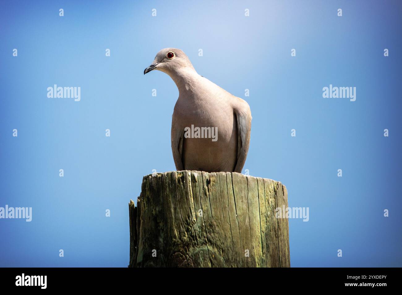 Eine eurasische Taube (Streptopelia Decocto) in Marco Island, Florida Stockfoto